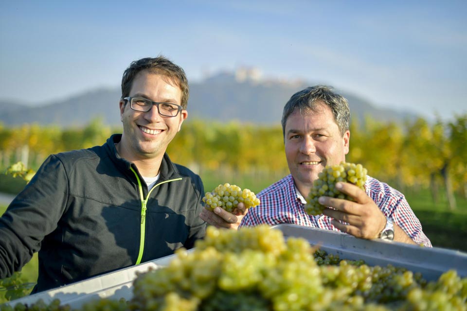 Weinernte Weingut Mueller