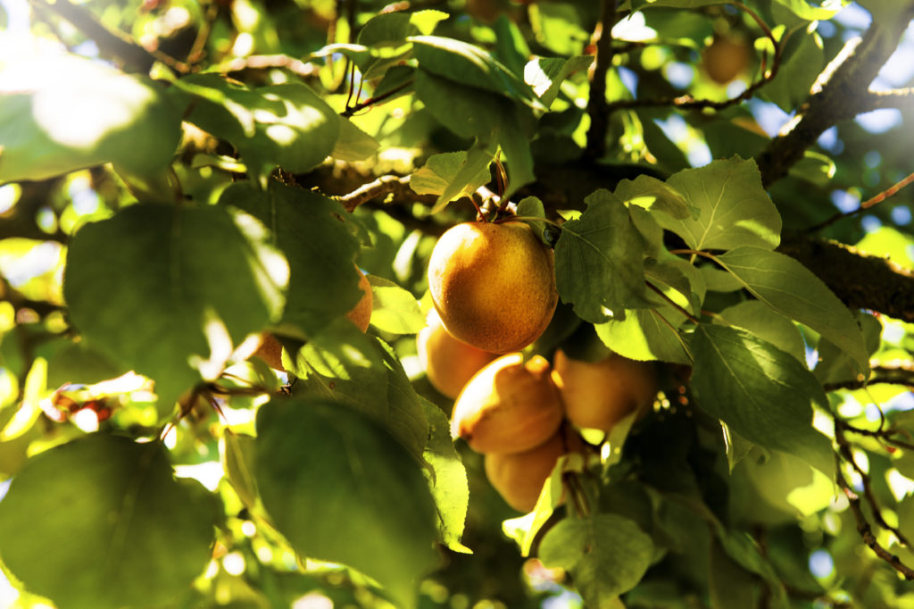 Wachauer Marillen | Weingut Müller