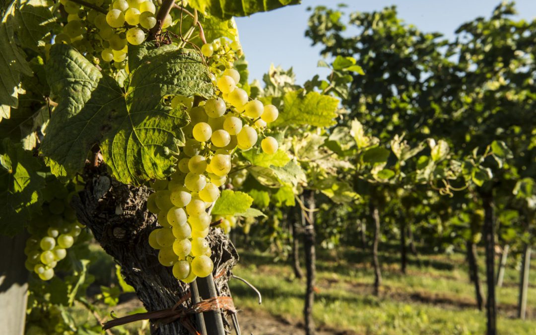 Weinlese 2018