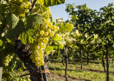 Traube Weingut Mueller