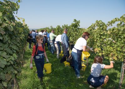 Charity Weinlese Weingut Mueller