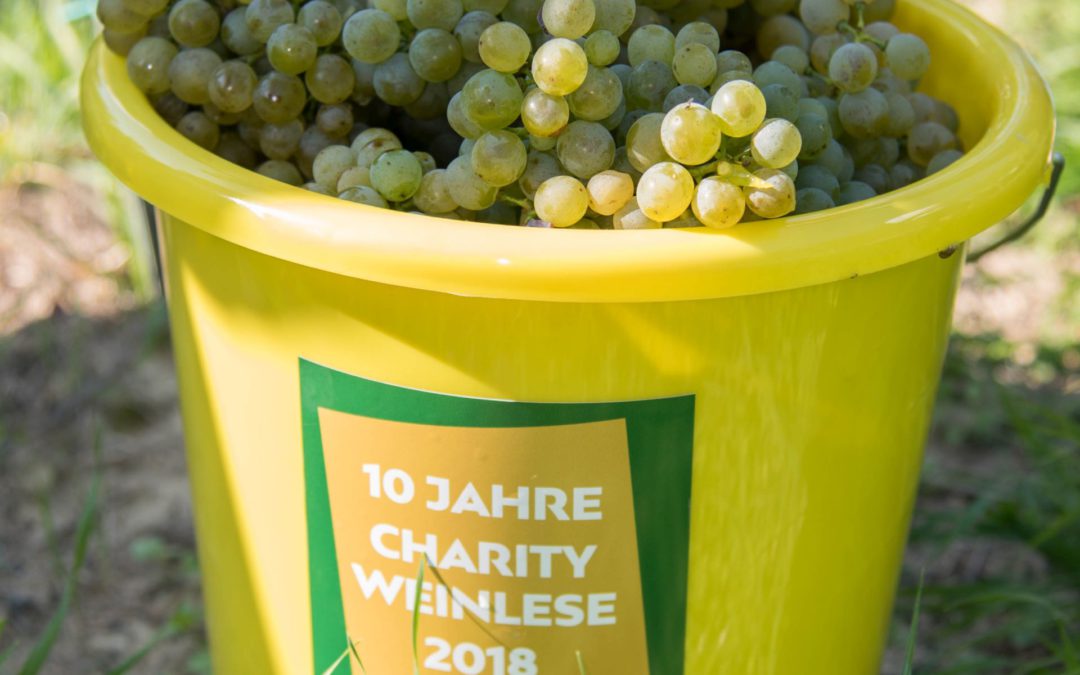 10. Charity Weinlese am Weingut Müller