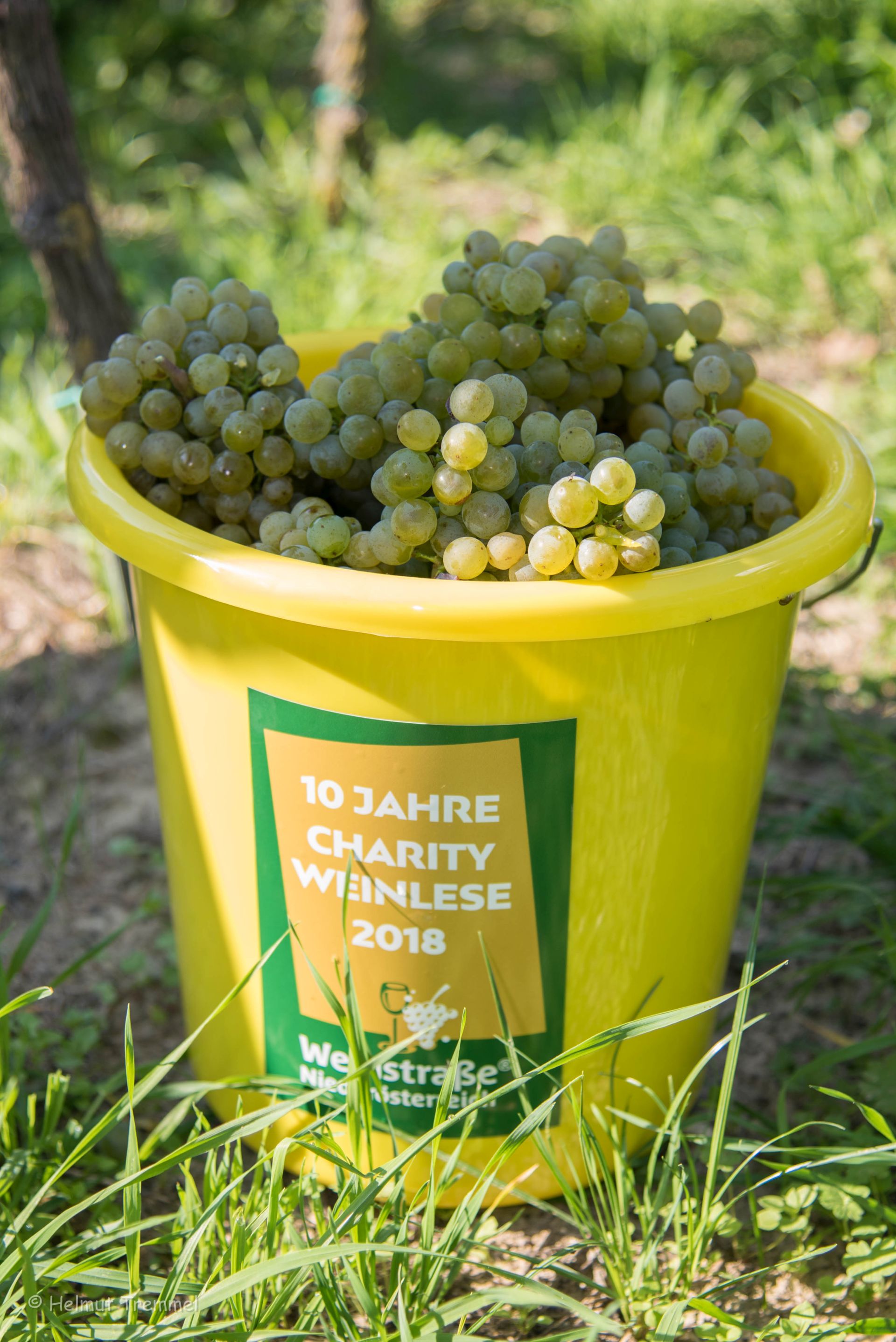 Charity Weinlese 2018 Weingut Mueller