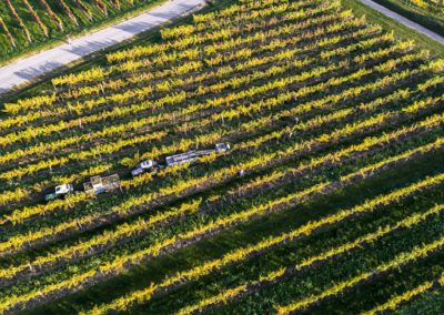 Weinlese Jahrgang2018 Weingut Mueller