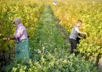 Weinlese Weingut Mueller