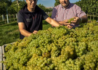 Weinlese Weingut Mueller