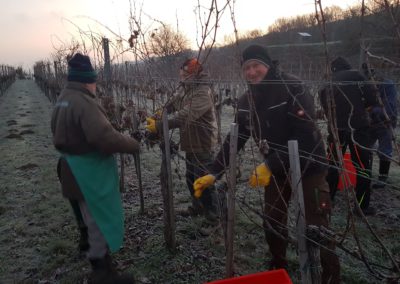 Eisweinlese 2018 Weingut Mueller