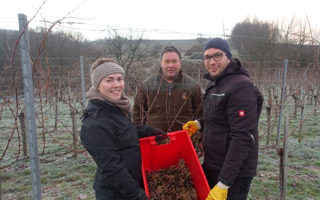 Eisweinlese 2018