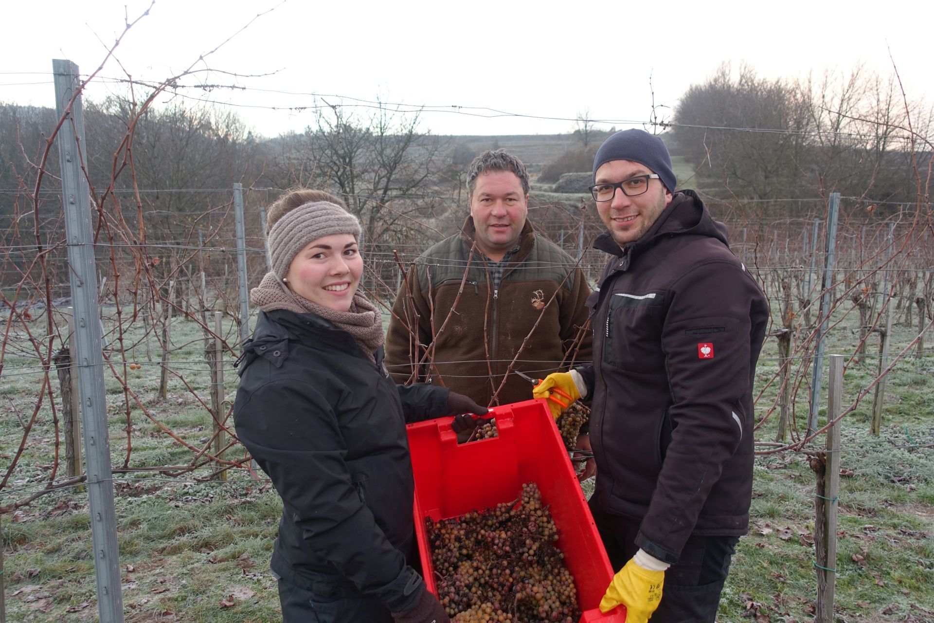 Eisweinlese 2018 Weingut Mueller