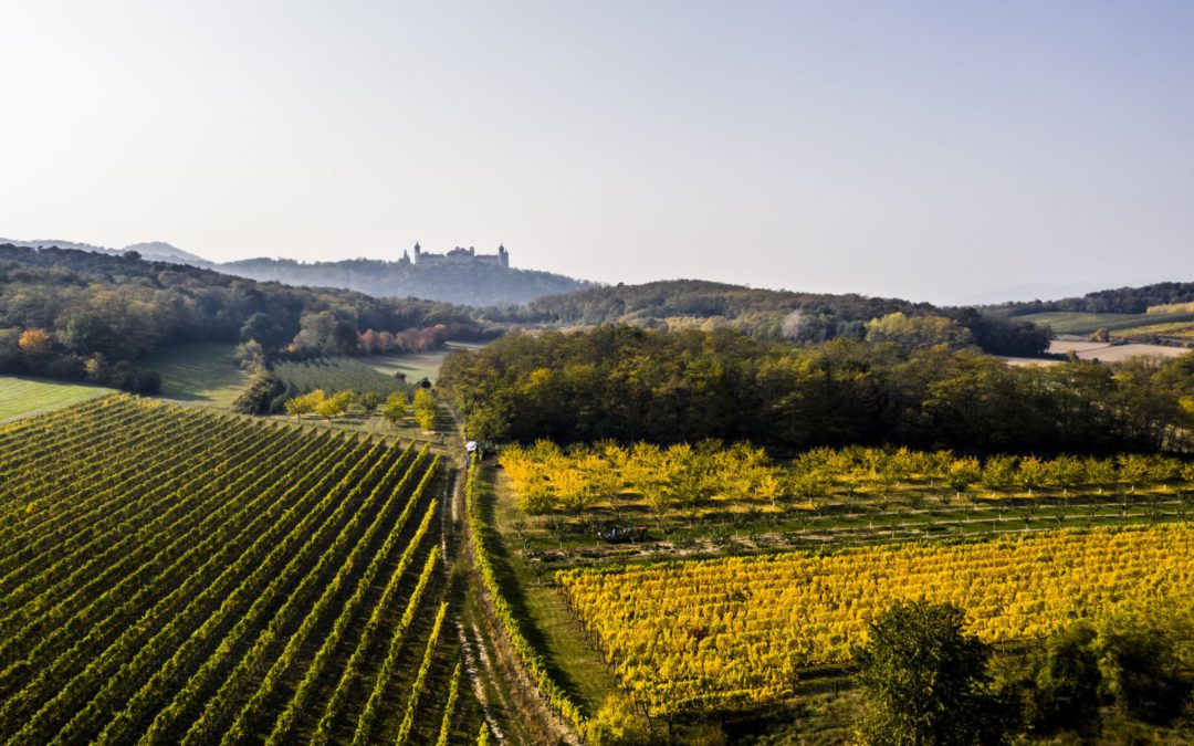 Weinernte 2019 am Göttweiger Berg