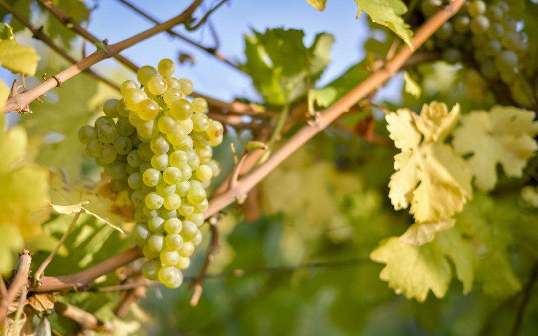 Weinjahrgang 2019