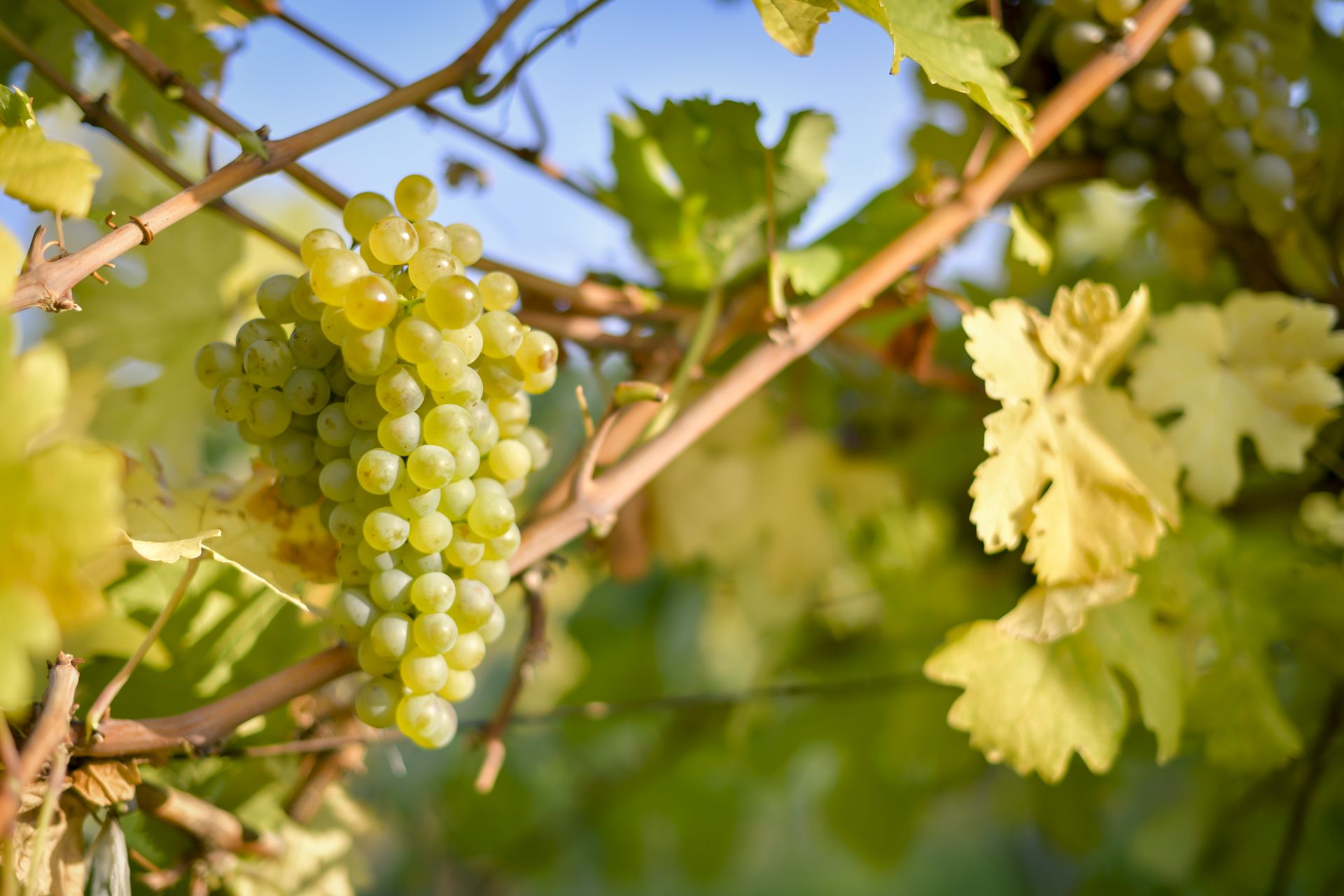 Weingut Mueller Traube