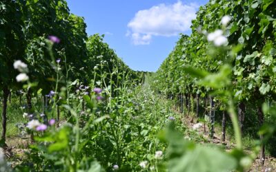Falstaff 2020: Weinguide & Nachhaltigkeits-Award